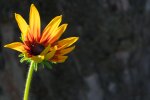 DSC_0196.jpg