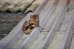 Chewbaca am Dach(bearbeitet) - Kopie.jpg