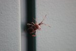 IMG_0195.JPG
