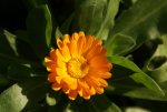 DSC05903_900.jpg