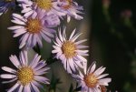 DSC05894_900.jpg