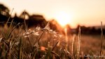 bild_fb_sundown_gras.jpg