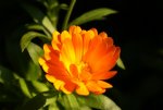 DSC05907_900.jpg