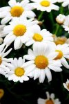 _wsb_199x300_margeriten.jpg
