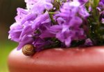 _wsb_434x300_schnecke.jpg