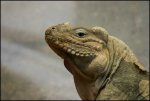 Nashornleguan.jpg