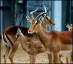 Impala.jpg
