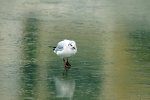 FlyPic (2).jpg