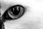 In the eye 1 (1 von 1).jpg