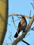 DSC_0295.jpg