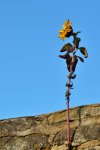 DSC_0276.jpg