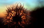 Feuerblume verl.jpg