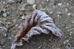 DSC_0048.JPG