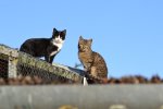 DSC_0084.JPG