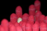 _DSC6664k.jpg
