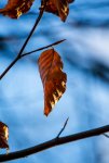 Blatt Herbst.jpg