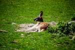 DSC_0065.jpg