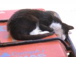 DSC00429.JPG