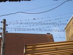 DSC00968.JPG