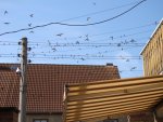 DSC00971.JPG