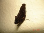 DSC01650.JPG