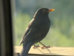 DSC02240.JPG