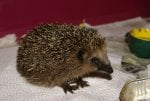 kleiner-igel-in-pose-594739ab-bf29-4514-8014-ff755880aa0a.jpg