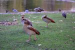 DSC_0598.JPG