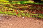 DSC_0692.jpg