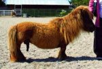 Horsehung.jpg