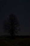 Baum Nacht klein.jpg