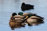 IMG_0353_2.JPG