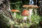 IMG_0791.JPG