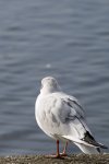 IMGP6913.jpg