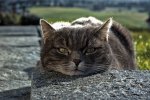 DSC_6125.jpg