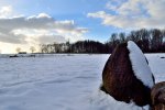 DSC_0484.JPG