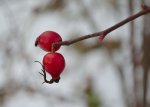 DSC_0469_01.JPG