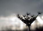 DSC_0471_01.JPG
