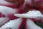 DSC02453-pcgh.jpg