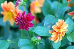 DSC_0021_2.jpg