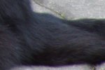 IMGP7318_Crop.jpg