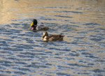 DSC_0694.jpg