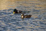 DSC_0695.jpg