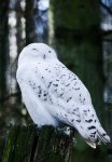 DSC_0906.jpg