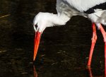 DSC_0729_1.jpg