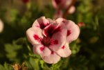 DSC05728_900.jpg