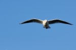 DSC_3934.jpg