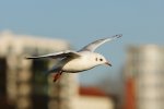 DSC_3975.jpg