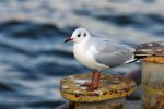 DSC_3988.jpg