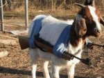 Goat Tank.jpg